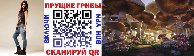 как найти Черкесск Галлюциногенные грибы мухоморы